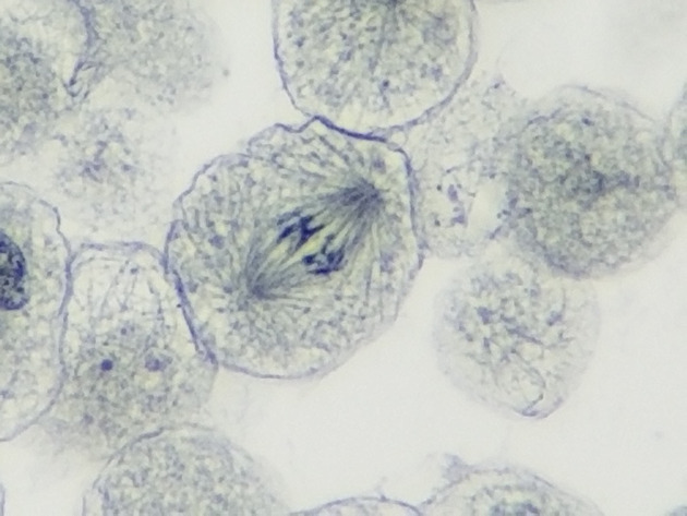 White Fish Mitosis Slides - White Fish Mitosis 15 1000X